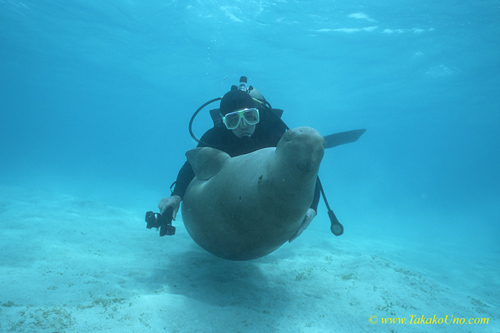 Hug!! Dugong 96 & diver