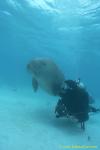 Dugong 95b & diver