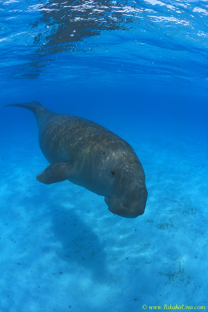 Dugong 37