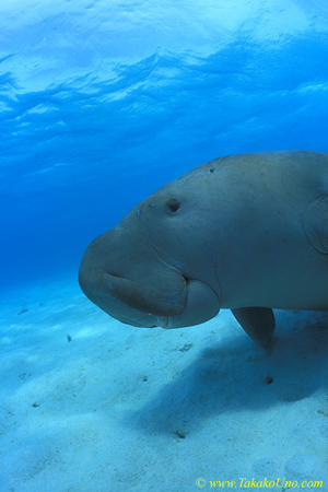 Dugong 27