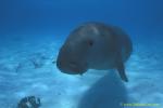 Dugong 55