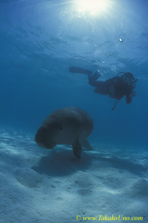 Dugong 63 & diver