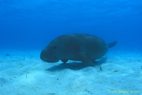 Dugong 42b