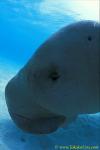 Dugong 46 ear hole