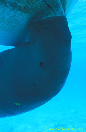 Dugong 44 nibbling on boat algae