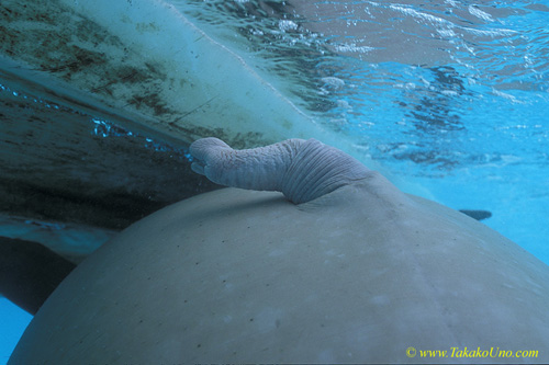 Dugong 52 penis view