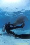 Dugong 66 & diver