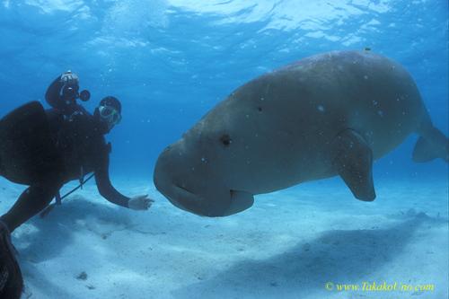 Dugong 70 & diver