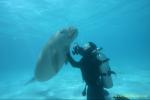 Dugong 81 & diver