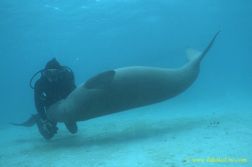 Dugong 92 & diver