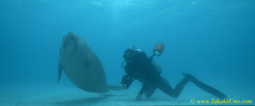 Dugong 86 & diver