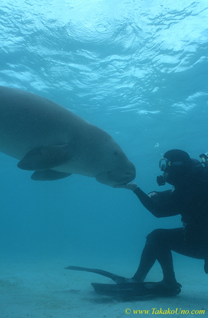 Dugong 97 & diver