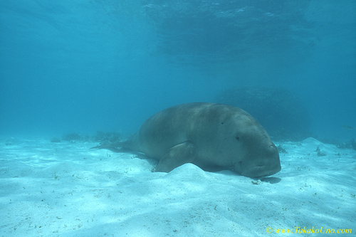 人間のように目を閉じて居眠りzzz...　Dugong 101