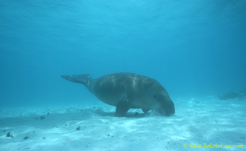 Dugong 102