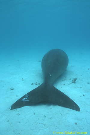 Dugong 104