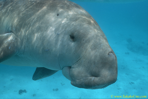 Dugong 109