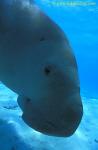 Dugong 43