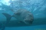 Dugong 114