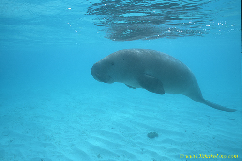 Dugong 116