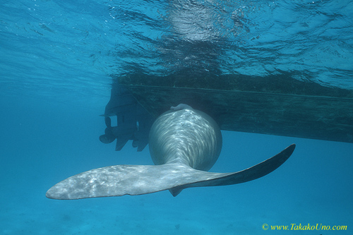 Dugong 121 & penis, boat