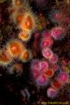 Jewel Anemones 02