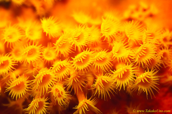 Yellow Zoanthids 01