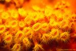 Yellow Zoanthids 01