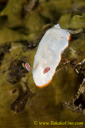 Chromodoris verrieri 12tc 0175 bl 15mm