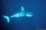 Mako Shark 01 fastest shark in the ocean, at least 70km/hr; one report even had the Mako clocked at 109km/hr.