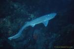 7 Gilled Shark 04b usually feeds on carrion.