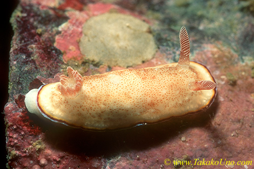 Chromodoris verrieri 01 30mm