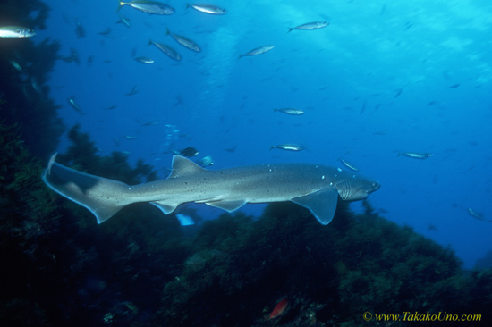 7 Gilled Shark 08 & Pilchards