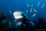 7 Gilled Shark 06 & Pilchards.  This species of Shark bites