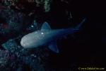 7 Gilled Shark 07 often elusive, coming from the backside of divers