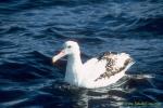 Albatross 05 Sub Adult Wandering Albatross