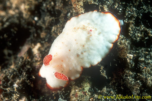 Chromodoris daphne 01 20mm