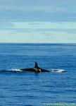 Orca Trip 05 010