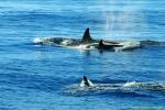 Orca Trip 05 015