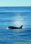 Orca Trip 05 013