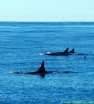 Orca Trip 05 023