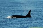 Orca Trip 05 022