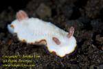 Chromodoris trimarginata or preciosa Nudi 09tc 7721