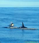 Orca Trip 05 027