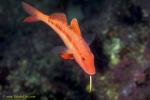 Goatfish or Ahuruhuru 01