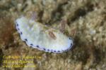 Chromodoris aureopurpurea Nudi 18tc 0648