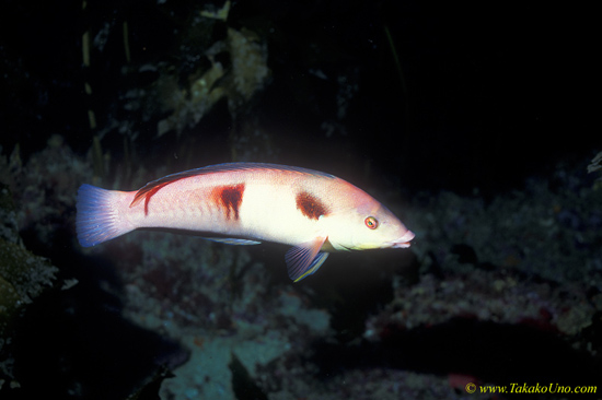 Sandager's Wrasse 01 female