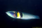 Sandager\'s Wrasse 03 male