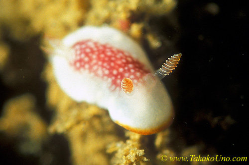 Chromodoris tinctoria 01 4mm