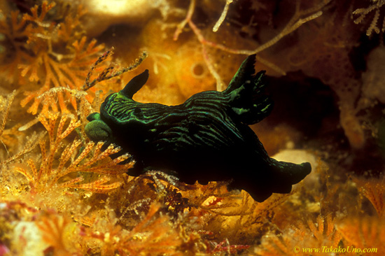 Tambja sp Nudibranch 01