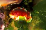 Sweet Ceratosoma Nudibranch 02